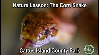Nature Lesson: Corn Snake screenshot 1