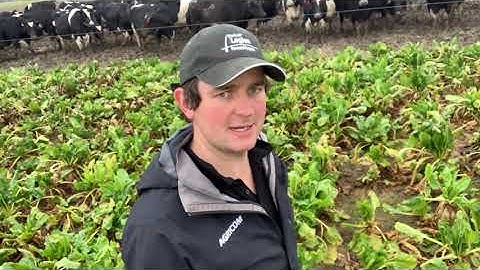 Growing Fodder beet on farm