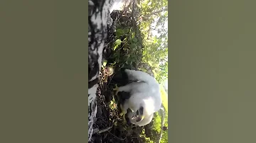 птенчик гнездо коршуна приключения лето