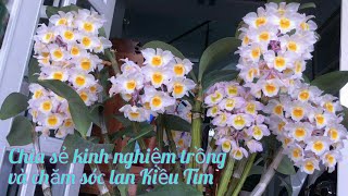 Chia sẻ kinh nghiệm trồng và chăm sóc Lan Kiều Tím phát triển vượt trội ( Dendrobium amabile orchid)