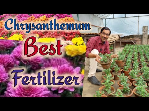 Video: Chrysanthemum Fertilizer - How And When Man Fertilize Mums