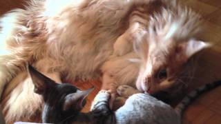 Devon Rex kitten trying to milk his Maine Coon brother by Epic the Cat 1,233 views 11 years ago 1 minute, 23 seconds