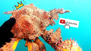 Freediving For Puget Sound King Crab & Octopus | Vancouver Island, BC