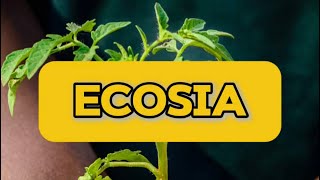 The Search Engine That Plants Trees