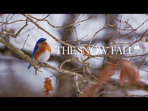 The Snow Fall