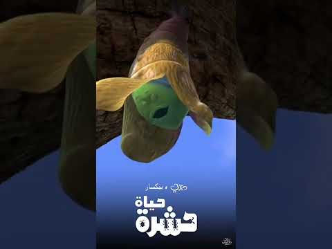 حياة حشرة