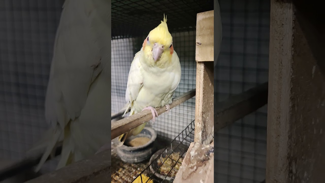 lutino Cocktail breeding pair jsf 