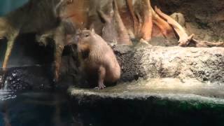 大阪、「海遊館」で撮影したフォトのスライドショーです。 可愛い動物たちもいる水族館でした。