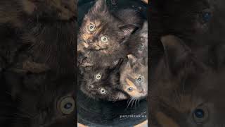 The Cat Distribution System Chooses You