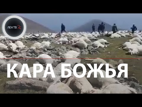 Удар молнии убил более 500 овец в Грузии | Видео