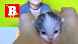 НАШИ ПИТОМЦЫ или кошка БАРСЕЛОНА родила котят НАШИ ПИТОМЦЫ или кошка БАРСЕЛОНА родила котят