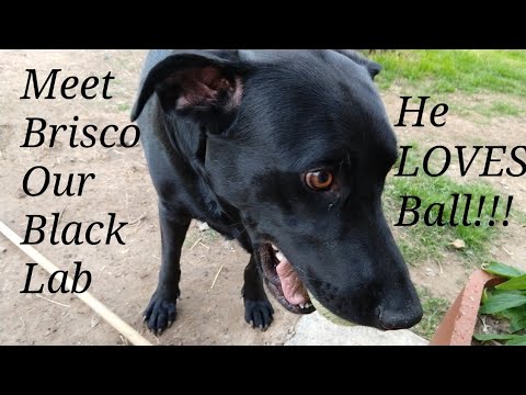 puppy paradise Meet Our Black Lab Brisco