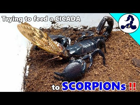 【捕食】サソリたちにアブラゼミをあげてみた。Trying to feed a cicada to scorpions