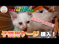 【保護猫#4】保護猫しらたきを保護して8日目成長が早過ぎる！？初めての猫ケージ買いました！#保護猫 #子猫 #里親 #cat