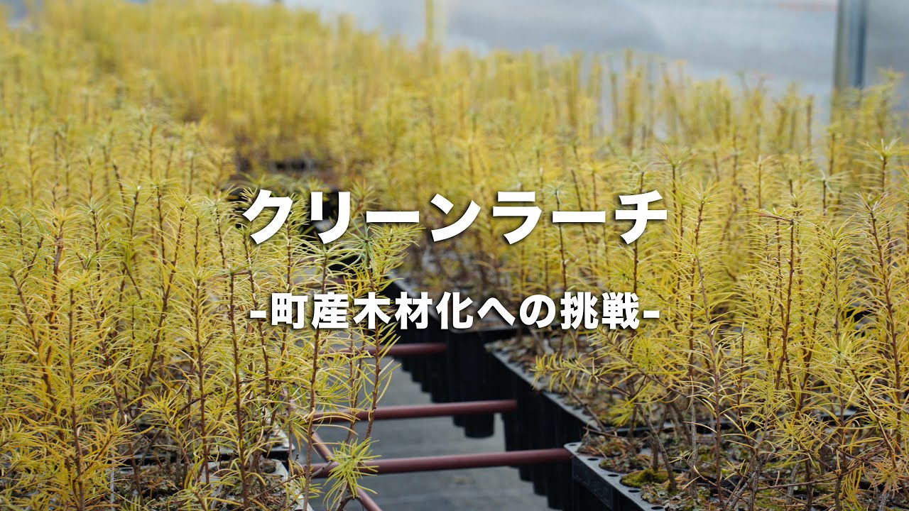 当麻町が行う全国初のチャレンジ ！　将来を担う「クリーンラーチ」の苗木生産〜植樹まで。