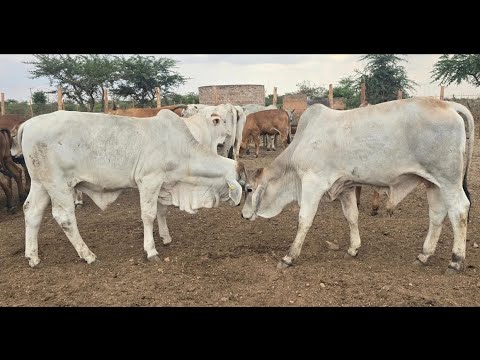 Painting Sonke Farm In Gutu Masvingo Painting Cattlefarm Renovation Zimbabwe