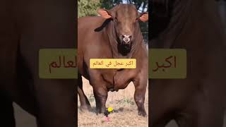 اكبر ثور في العالم سبحان الله 😱