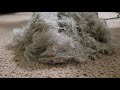 Vacuuming "Fluff" Only with Bissell Powerforce Compact *Spirit Week*