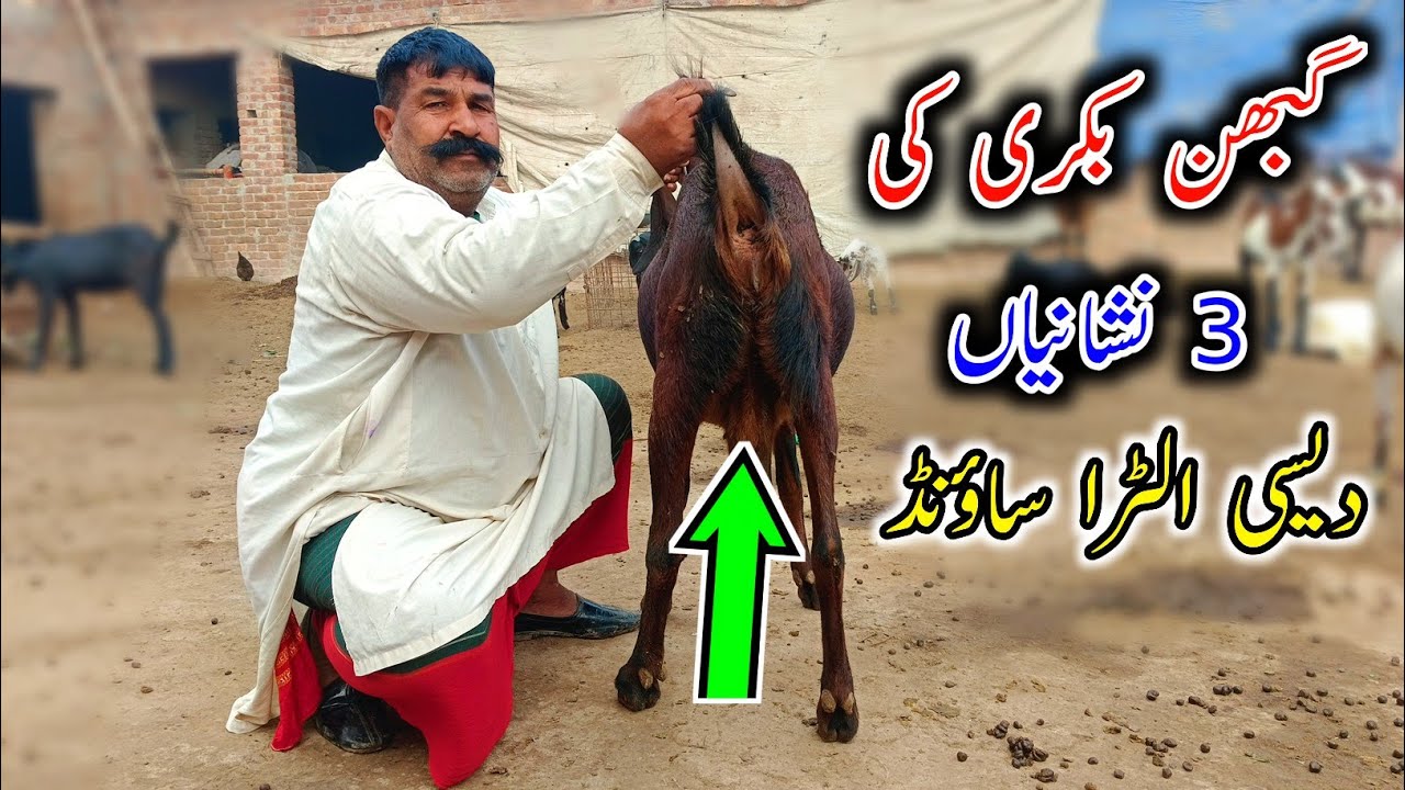 How To Check Pregnancy Of A Goat Through Physical Appearance - Symptoms Of A Pregnant Goat