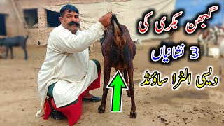 How To Check Pregnancy Of A Goat Through Physical Appearance - Symptoms Of A Pregnant Goat