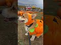 The best pumpkin 🎃🎃 #halloween #corgis #corgi