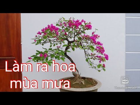 Cách làm cây hoa giấy ra hoa mùa mưa - YouTube