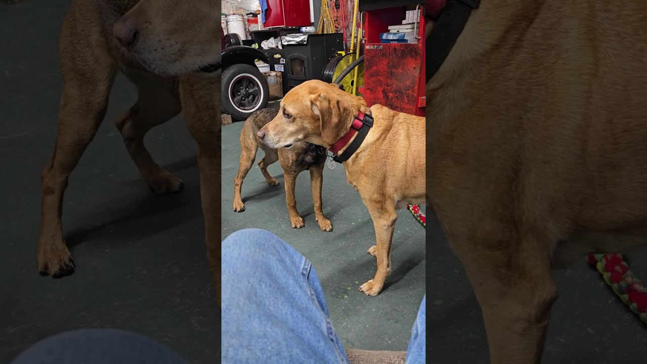 Vizsla Ole man Buck Vizsla gives the 4 month Shepherd basic training The Beginning