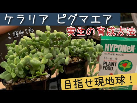 How to grow Ceraria pygmaea seedlings - YouTube
