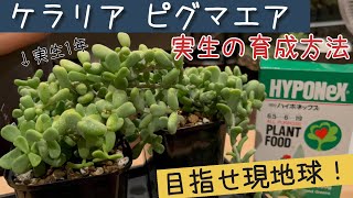 How to grow Ceraria pygmaea seedlings - YouTube