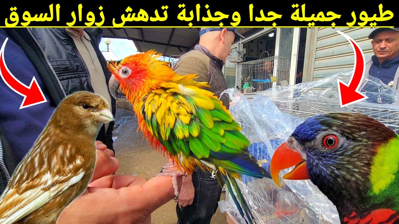 من أجمل الطيور الزينة في العالم موجودة اليوم بسوق بودواو للطيور اليوم / الكناري الباجي الببغاء إلخ !