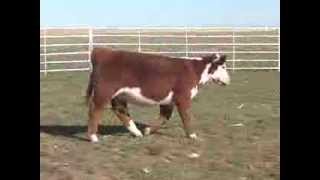 Lot 9 - BR Carmen 3097