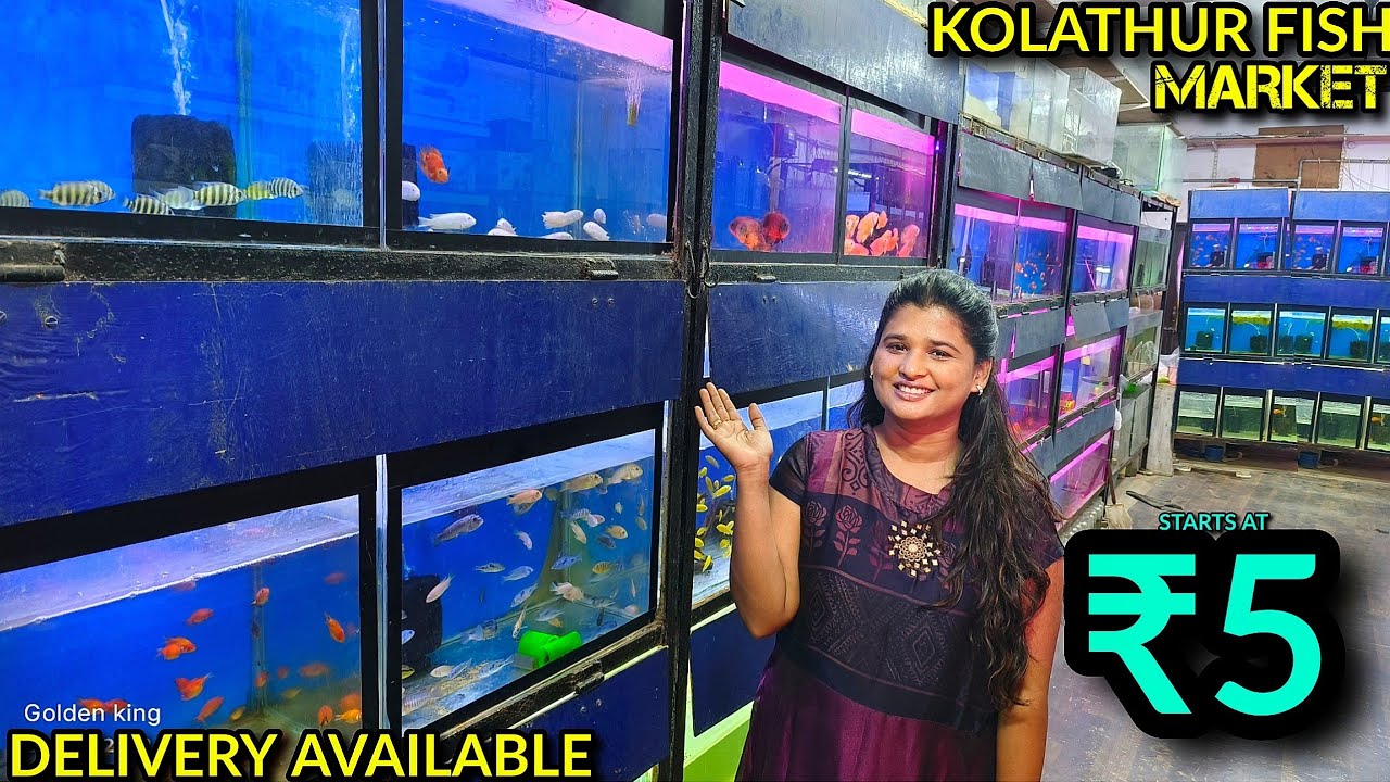 5 Kolathur Fish Market Vlog YouTube 5-kolathur-fish-market-vlog-youtube