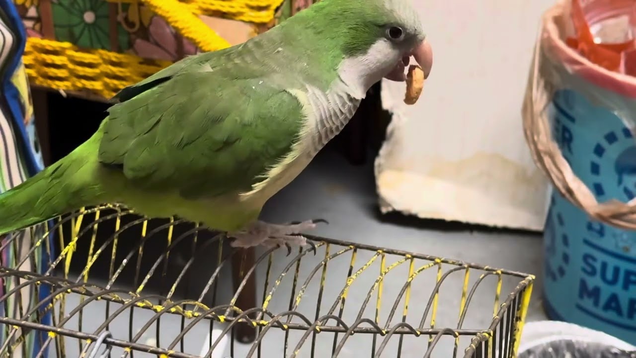 Funny parrot saying good night 