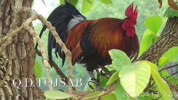 Suab qaib qua zoo (2)เสียงไก่ขันอมตะ(2)
