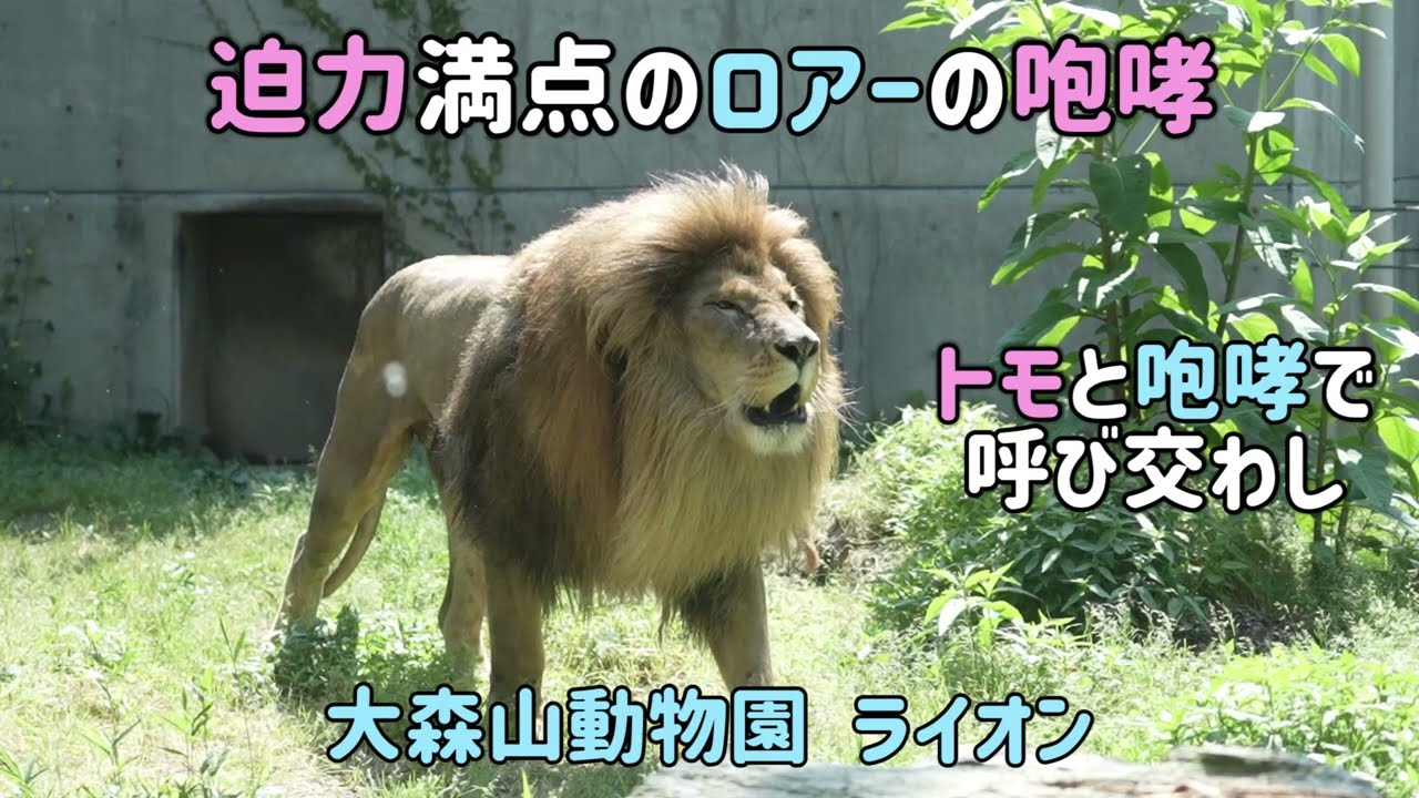 大森山動物園 迫力満点のロアーの咆哮 トモの咆哮に応えるロアー