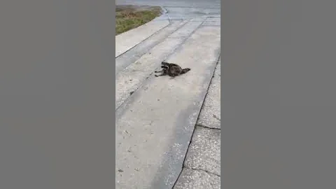 I've Fallen & I can't get up!