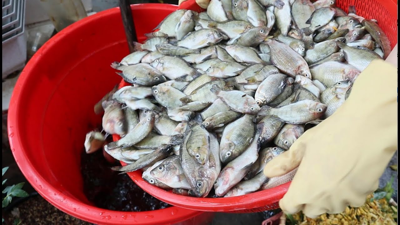 Hướng Dẫn Ủ Phân CÁ Không Hôi Thối | Siêu Phân Bón Giúp Các Loại Cây Tươi Tốt Sai Hoa Nhiều Qủa