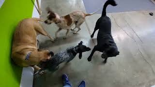 Dogs at Play by Unleashed DDC MT 93 views 3 months ago 18 seconds