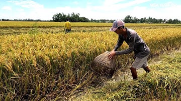 Săn Bắt Cá Theo Máy Cắt Cái Kết 2 Bé Gà, Sự Cố Nổ Trứng Vịt Thúi Cười Xỉu/Catch The Fish/NGÃ NĂM TV
