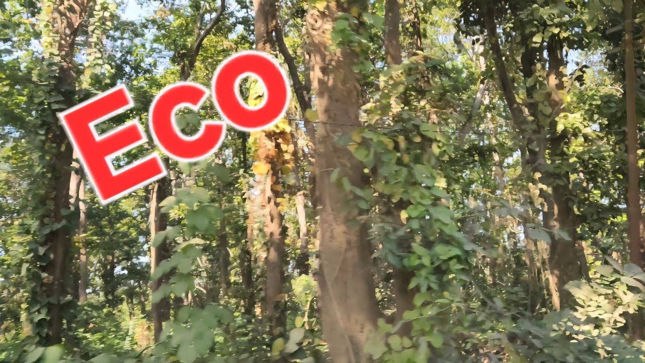 Eco-friendly plantations.  //  Nice plants beside the road.  //  Journey with  nature. // Beautiful.