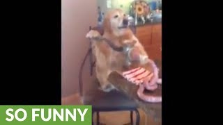 Golden Retriever poses for photo shoot while grinding sausage Golden Retriever poses for photo shoot while grinding sausage