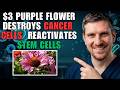 A Purple Flower Under Study for Its Potential Effects on Cancer Cells and Stem Cell Activity