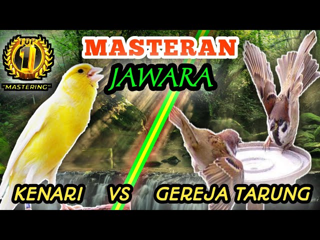 KENARI VS GEREJA TARUNG - Masteran Burung Lombaa class=