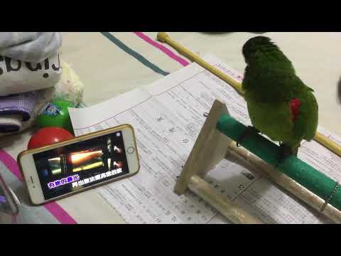 #王傑-"梵蘭特邊境"的合音天使🦜😃😃😃 （紅肩金剛鸚鵡）