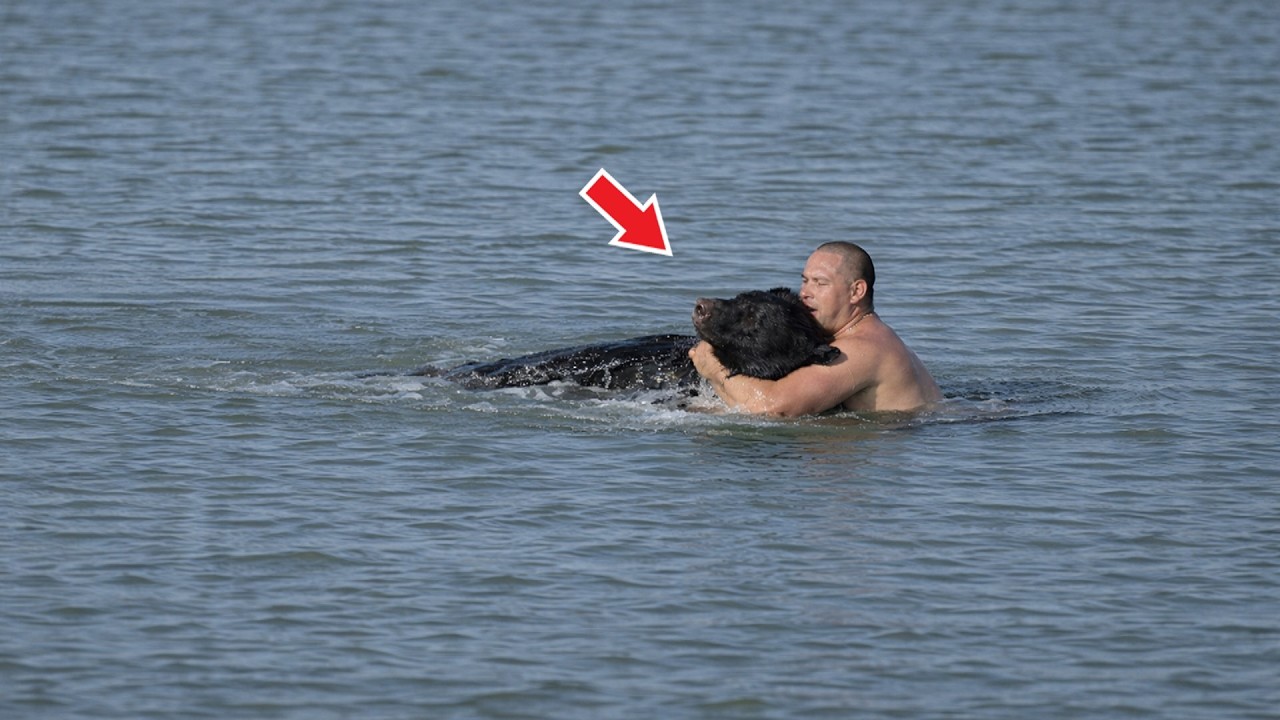 Медведь Тонул в Воде. От Того, Что Сделал Этот Мужчина, Бросает в Пот!