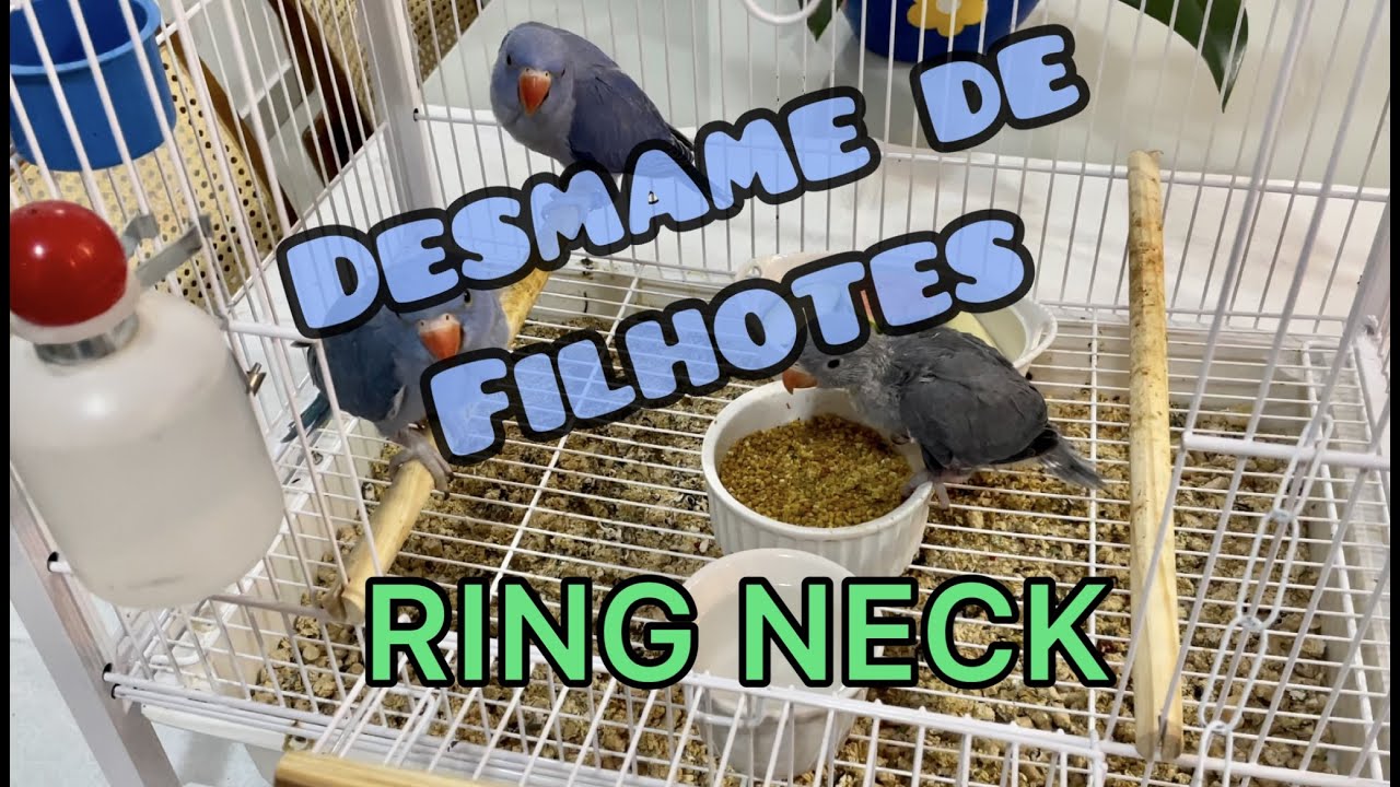 Ensinado filhote de RING NECK a comer sozinho. DESMAME!!!