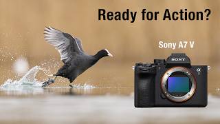 Sony A7 V - The (almost) prefect Allrounder? [Review for wildlife photography] screenshot 2