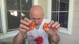Mive Pod Review......moruga Scorpion Grown By Randy Keaton