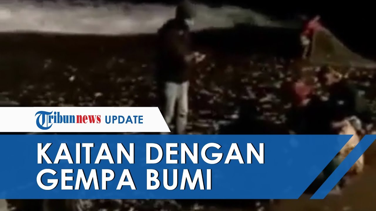 Viral Ikan Ikan Terdampar Di Pantai Canggu Bali Dikabarkan Ada Kaitan Dengan Gempa Bumi