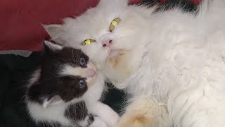 Unbreakable Bond: Mother Cat Cuddling and Showing Love to Her Kittens